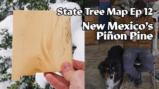State Tree Map ep 12: New Mexico's Piñon Pine