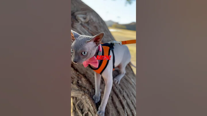 Watch the video about Hairless Cat in bowtie goes to Park First Time #sphynx #hairlesscats #cute #pov #love