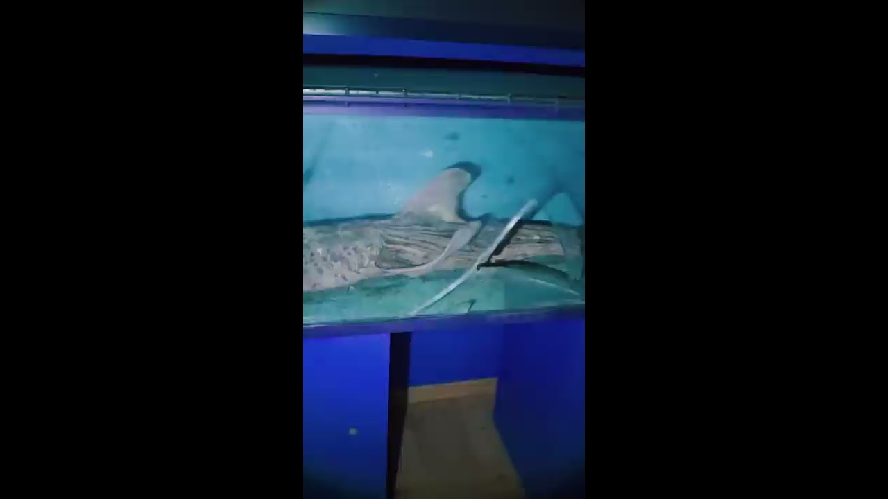 The Last One Is Terrifying Abandoned Aquarium 