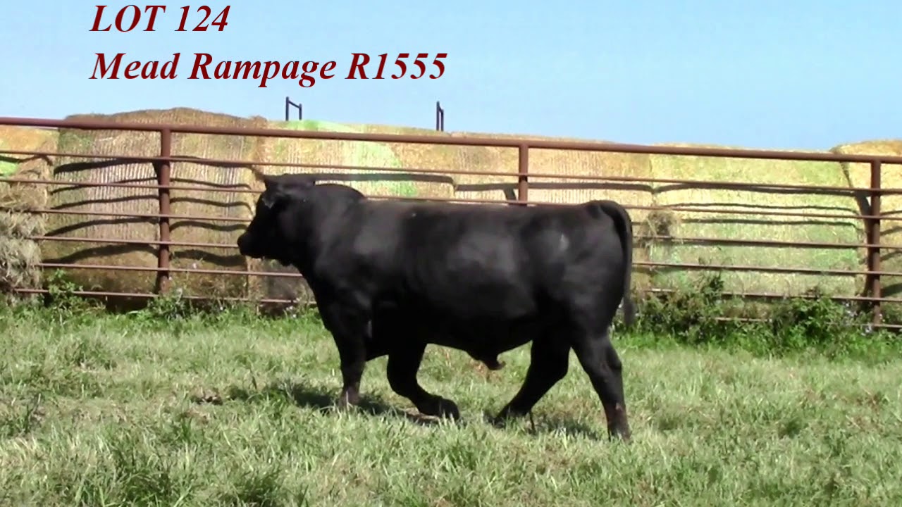 Mead Angus Lot 124 YouTube
