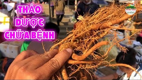 THẢO DƯỢC BÁN LA LIỆT - CHỢ PHIÊN BÁN TOÀN ĐỒ LẠ TÂY BẮC. P40