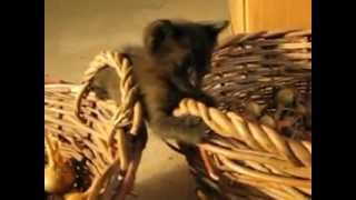 Черный котенок дракон Черный котенок дракон