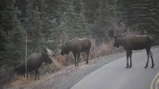 Moose rut, Denali, part 4