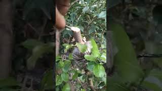 Panen cangkokan Barbados cherry💪#bonsai#barbadoscherry#sisho_bonsai_86