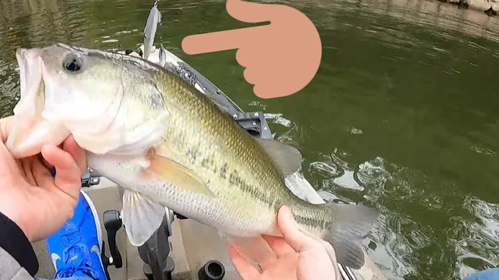 This bait works great in fall. Lake Norman long island