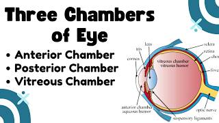 Download Lagu Chambers of Eye | Anterior Chamber, Posterior Chamber and Vitreous Chamber Download Lagu Chambers of Eye | Anterior Chamber, Posterior Chamber and Vitreous Chamber