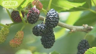 桑の実摘み取りにぎわう　独特の甘みに舌鼓　山梨(16/06/04)
