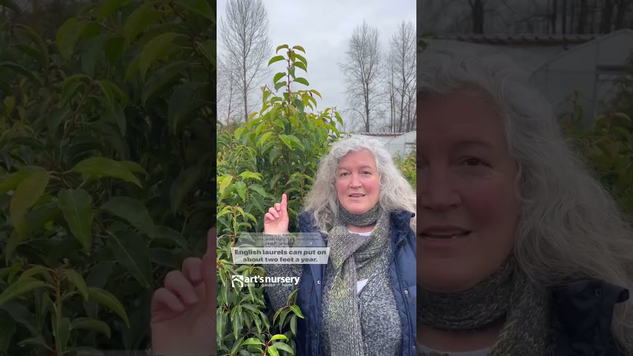 Laurel Trees 101: The Ultimate Guide to Planting, Care and Maintenance