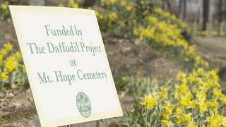 The Daffodil Project
