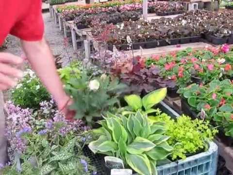 Видео: Информация о недотроге – растения, альтернативные ложной мучнистой росе недотроги