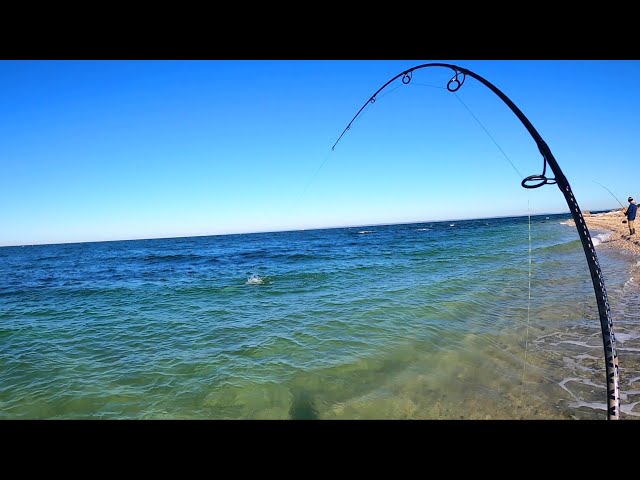 Great Topwater Surf Fishing - The Beach Was Alive! 