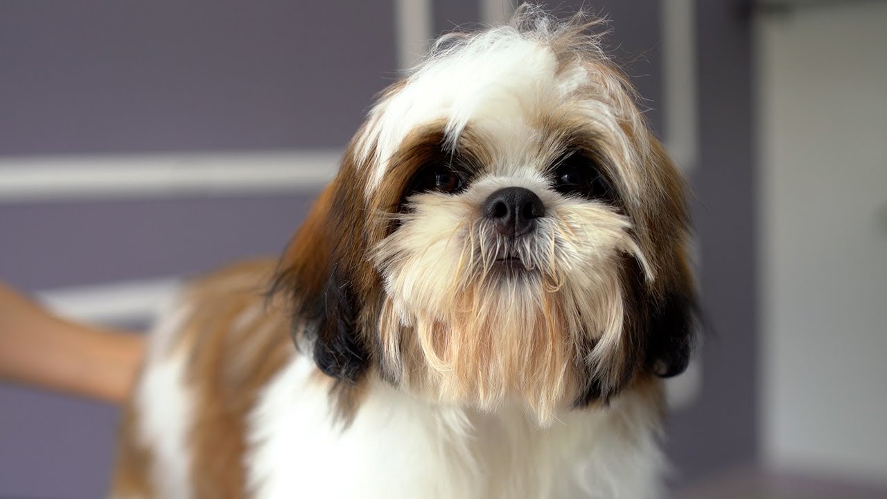 Should Your Lhasa Apso Have Long Hair Or A Puppy Cut  PawTracks