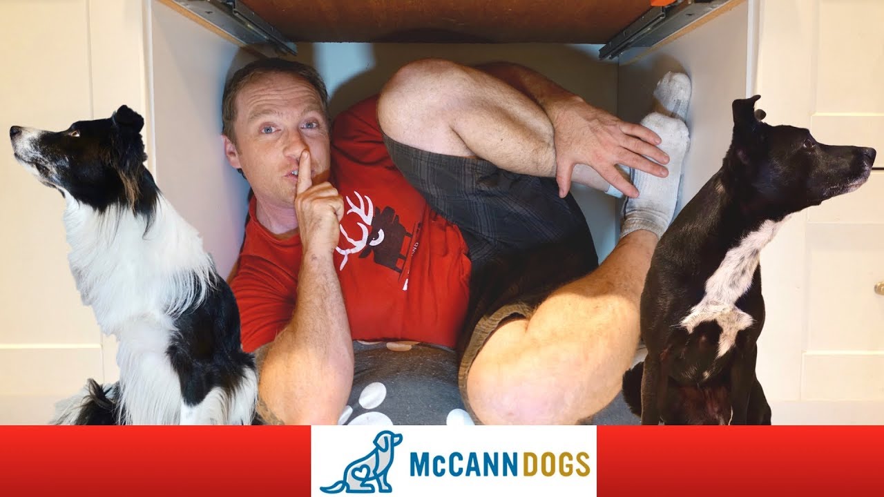 puppy training potty Games For Older Dogs