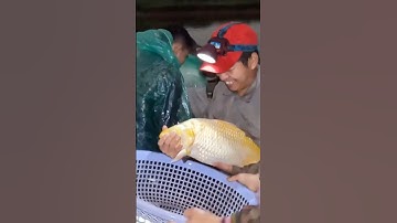 Chép vàng khổng lồ #loccobra #fishing #snakefarm #food #cuoccauca #battat #amthuc