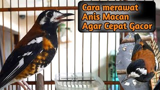 Cara Merawat Anis Macan Agar Cepat Gacor