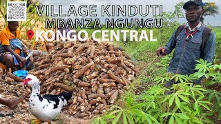 Ferme de 5 hectares : manioc , élevage , arbres fruitiers au village Kinduti ( Mbanza Ngungu )
