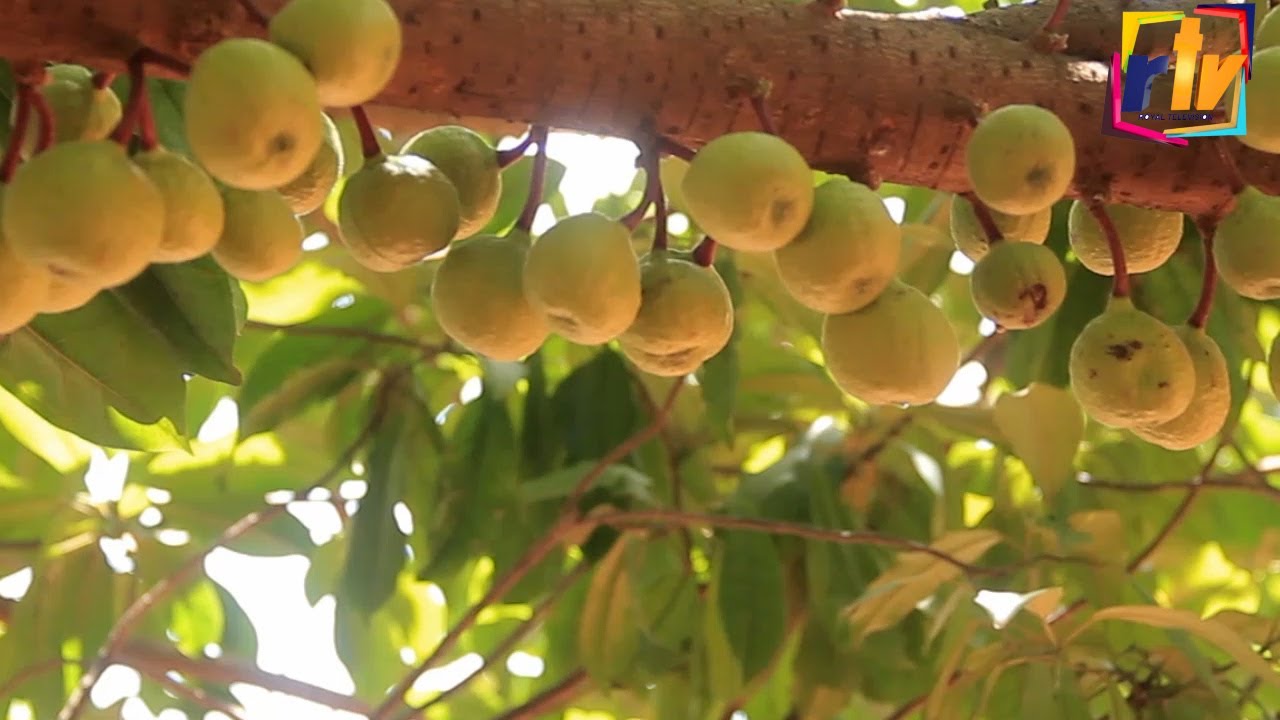 GHANA'S FIRST APPLE TREE DISCOVERED AT WIAMOASE. | Rtv Ghana - YouTube