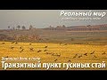 Транзитный пункт гусиных стай. Белолобые гуси (Anser albifrons), 19 косуль и другие.