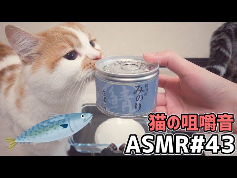 【ASMR】大きい身がゴロゴロ入ったさば缶！ 猫の咀嚼音 #43