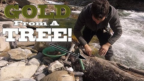 The Gold Bearing Tree