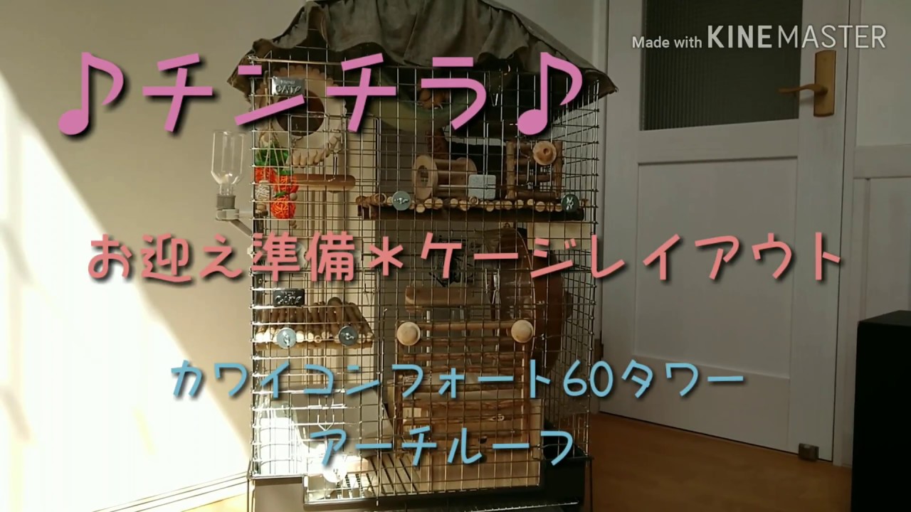 チンチラ】お迎え準備♪ケージレイアウト カワイコンフォート60タワー