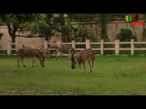 Zoo Animals | Bangladesh National Zoo | Mirpur Chiriakhana | Kids learns with wilds