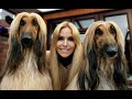 THE AFGHAN HOUND - The World's Most Glamorous Dog の動画、YouTube動画。