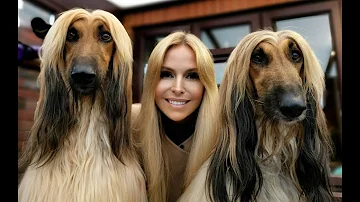 THE AFGHAN HOUND - The World's Most Glamorous Dog
