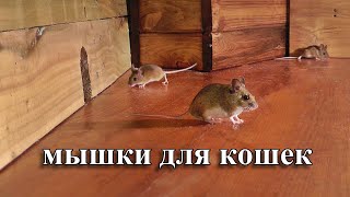 мышки для кошек 🐭 охотиться на мышей screenshot 5