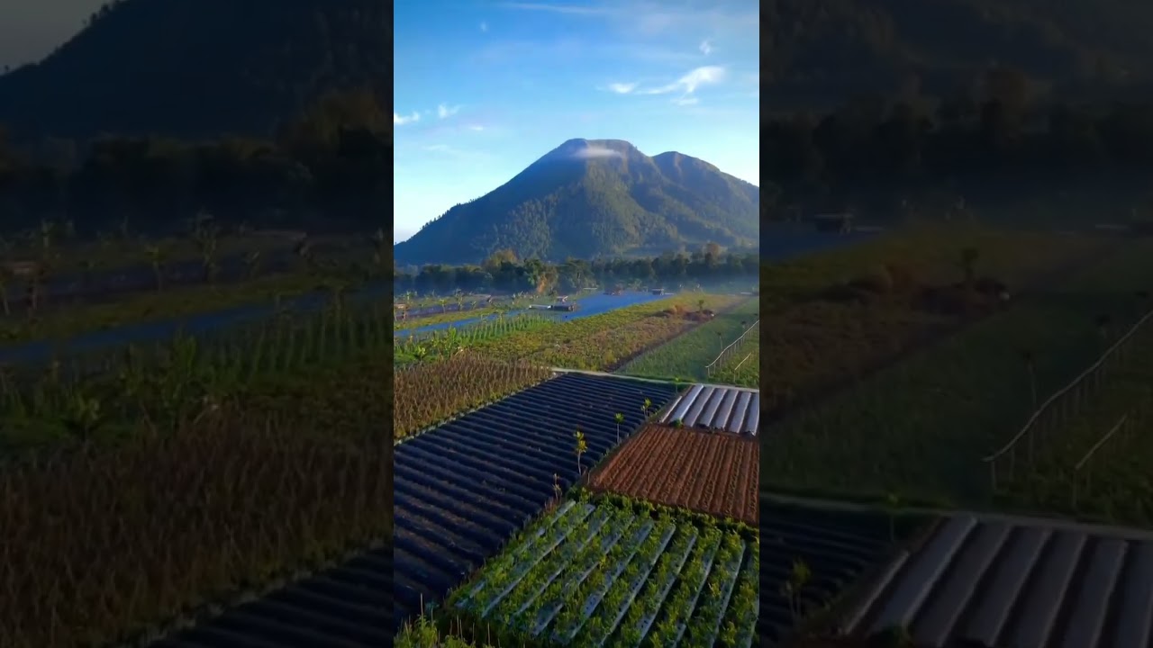 Beautiful Mountains Full of Fresh Green Vegetables 🌿⛰️ 