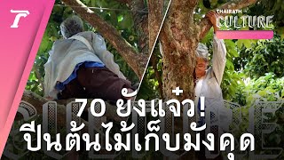 อายุเป็นเพียงตัวเลข! “ยายจำลอง“ วัย 70 ปี รับจ้างเก็บมังคุดขาว ไม่หวั่นความสูงกว่า 4 เมตร | Culture