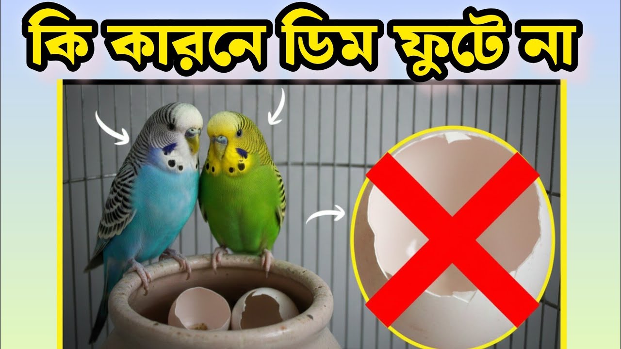 বাজিগর পাখির ডিম ফুটে না কেন? জানুন  মারাত্মক কারণগুলো 😭 | Budgie Egg Problem 