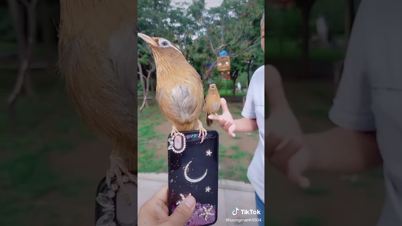 Burung 