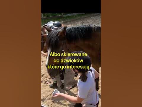 Co mówią uszy konia? #uszykonia #konie #ciekawostkiokoniach - YouTube