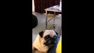 Video Thumbnail for Funny pug with the duck video