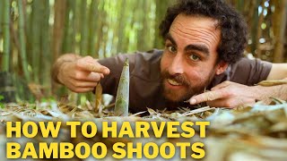 Turn a Bamboo Problem into Food! The Holy Grail Homestead plant