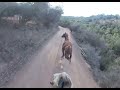 LACEANDO EN EL CERRO 191 .. HOMBRE DE CAMPO CHILENO