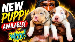 ‼️FIRE PUP AVAILABLE …….1 month update‼️