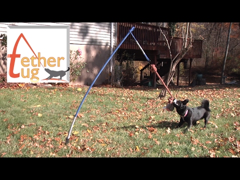 tetherball pole for dogs