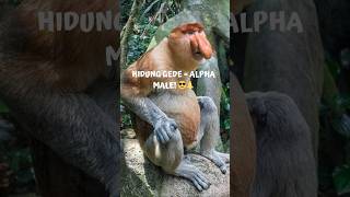 Definisi Alpha Male Hutan! Monyet Asli Kalimantan Ini Punya "Toa" Alami di Hidungnya 🐒👃