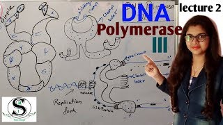 DNA Polymerase 3 / DNA polymerase VS RNA Polymerase / what is Beta clamp, clamp loader
