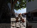Trending Funny Cat Activaty#trending #aianimation #trendingshorts #cat