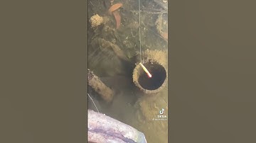 Câu cá bóng tượng #câucá #cauca #caucagiaitri #fishing #shorts #bassfishing