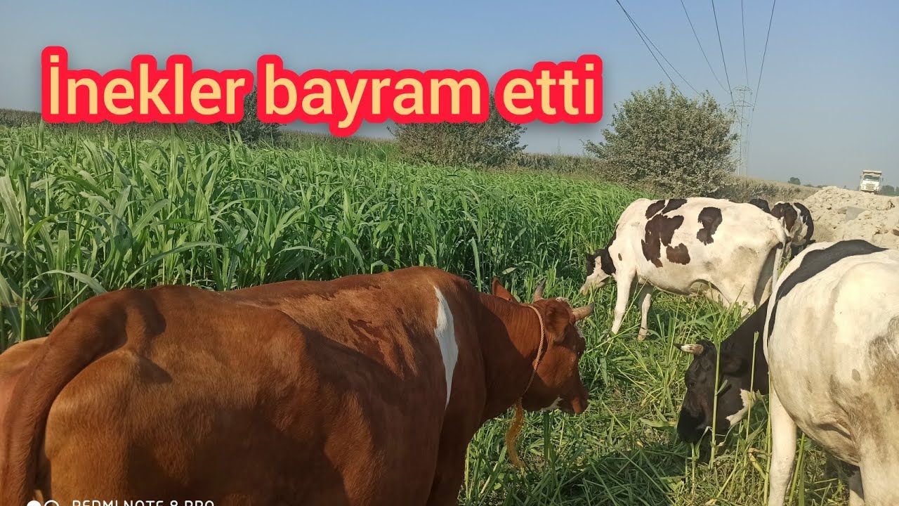 doğal süt ineği #sorgum sudan otu /dairy cow natural feeding