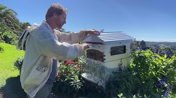 Beginner beekeeping QnA