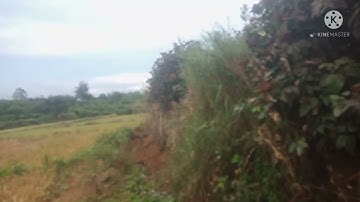 bây gà rừng rác ơ gia lai 25/12/2021