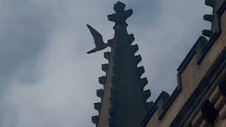 Peregrine Nearly Catches Feral Pigeon | Wakefield Cathedral