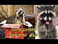 Cмешные ЕНОТЫ #13 / Приколы с ЕНОТАМИ 2021 / Funny Raccoons.