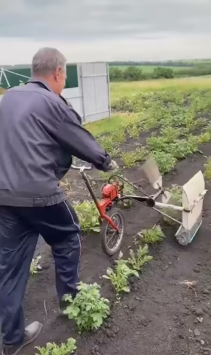 Новое устройство для сбора колорадского жука. Народное приспособление ...