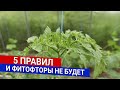 5 ПРАВИЛ, И ФИТОФТОРЫ НЕ БУДЕТ